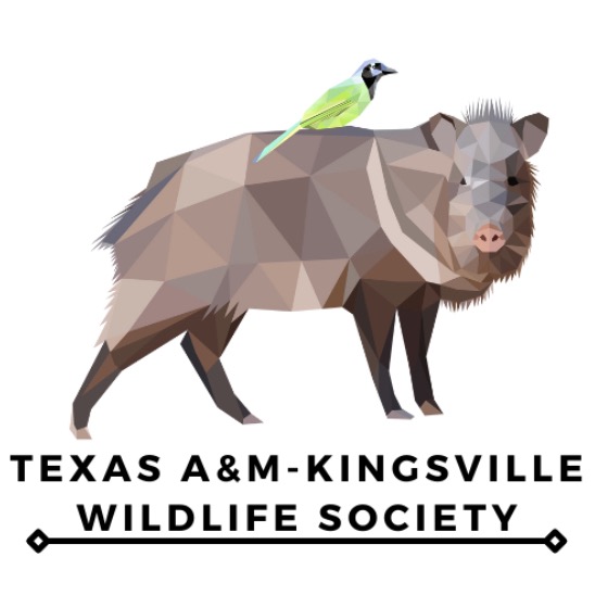 Group avatar for TAMUK Wildlife Society