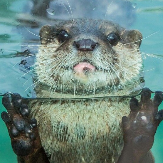 Group avatar for FGCU Otters