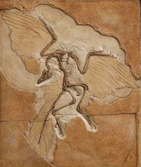 Group avatar for Cal Poly Birding Club