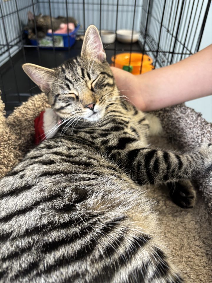 Group avatar for PAWS Companion/Shelter Animals Pathway