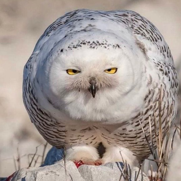 Group avatar for Owls’ Nest 🦉