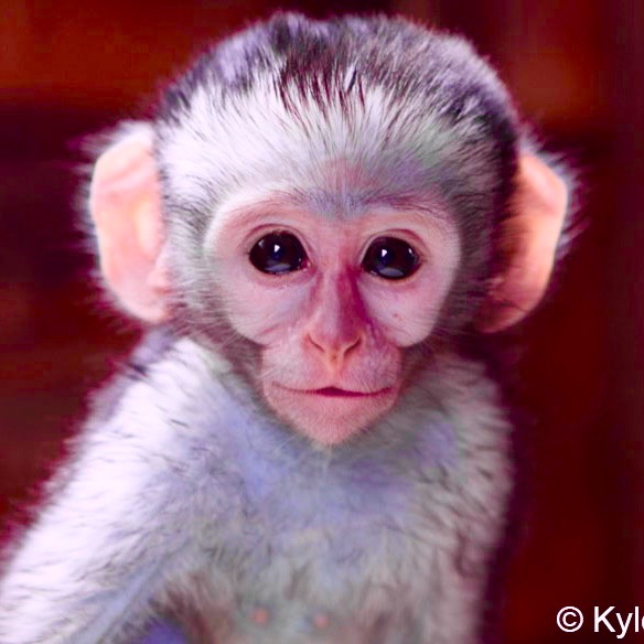 Group avatar for RU for Primate Conservation ‘25