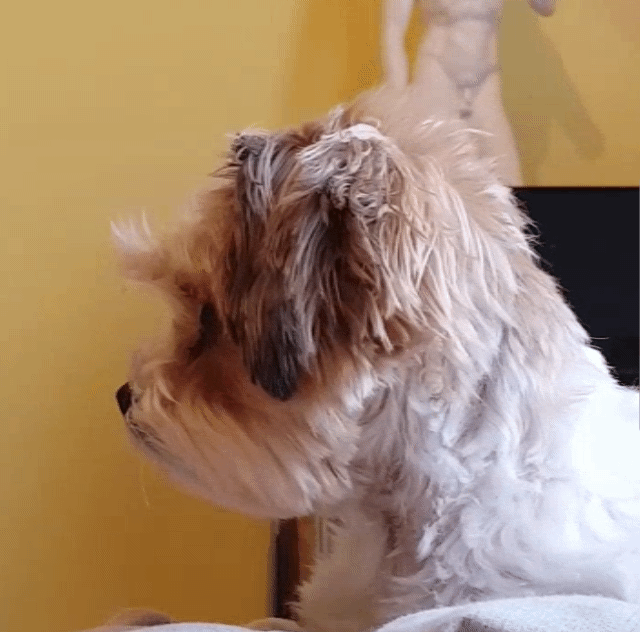640x632.gif.837d85203c2b40199412911c9a2b165a.large
