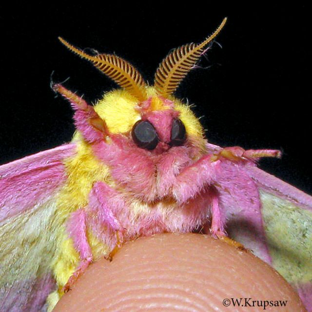 Group avatar for Sanborn Entomology Club
