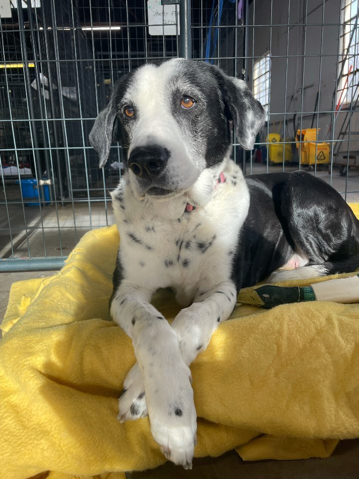 Group avatar for Give a Dog a Bone - Interest GroupMe FALL 2022