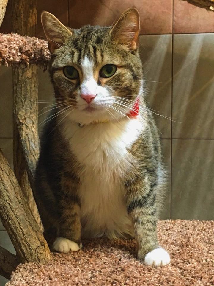 Cats Available for Adoption Heavenly Paws Animal Shelter, Inc.