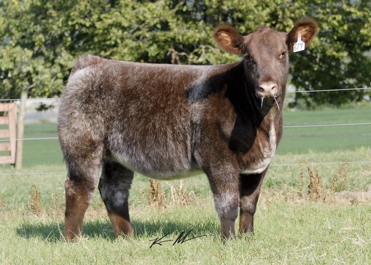 Group avatar for Animal Science-4-H Show Calves