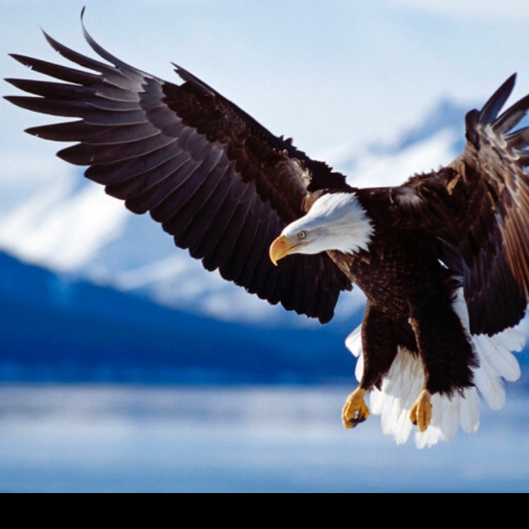 Group avatar for Eagle District Communication Group