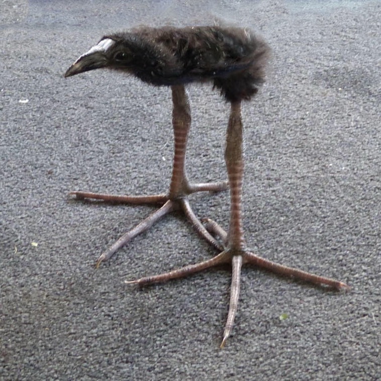 Group avatar for URI Birdwatching 2025-2026