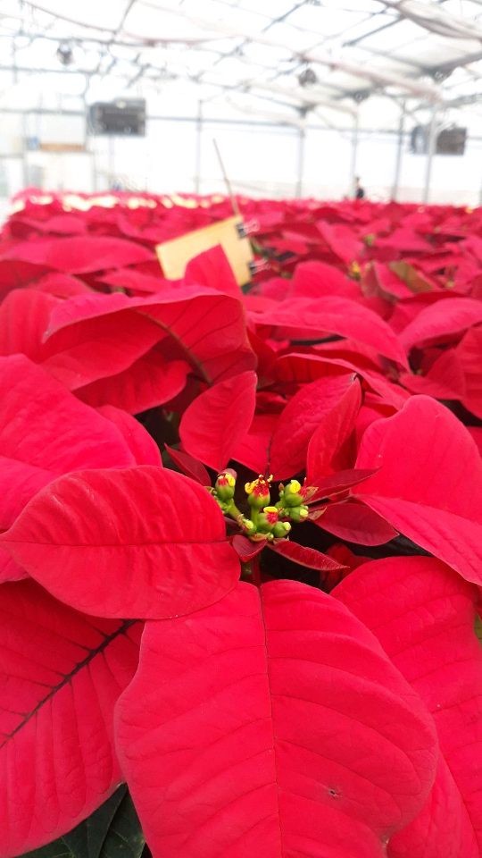 Group avatar for Environmental Horticulture Club!