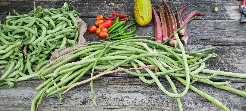 Group avatar for GSU Decatur Community Garden Request &amp; Information Line