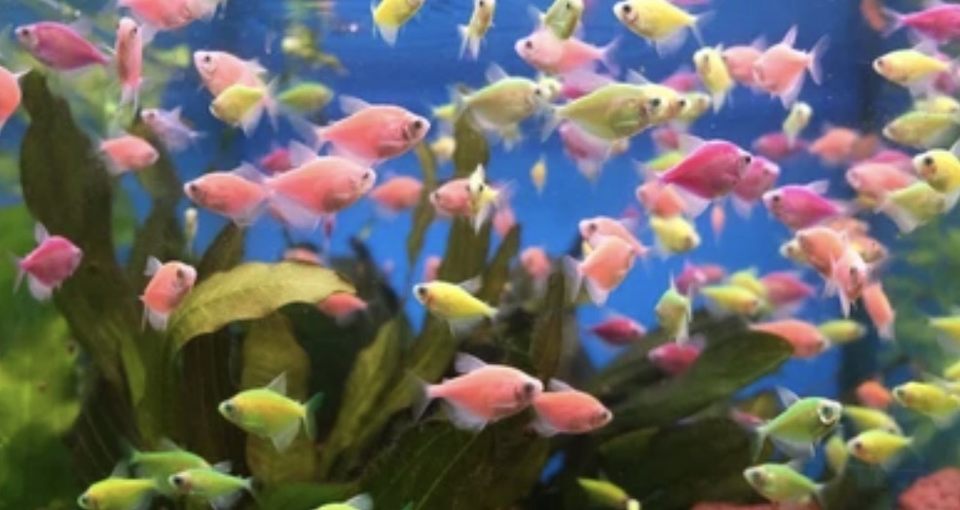 Group avatar for Wesley Freshmen '29